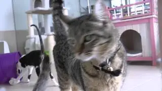 Cats in Motion 2015