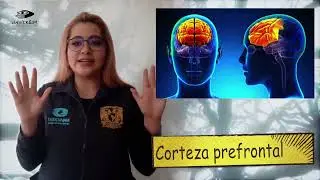 Anatom&iacute;a de las emociones