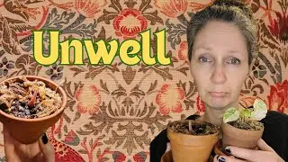 🤒 help! these plants are sick and so am I🪴