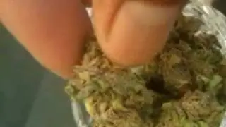 Purple Kush / New York Diesel Cannabis cup award