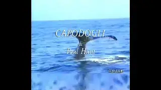 Capodogli  