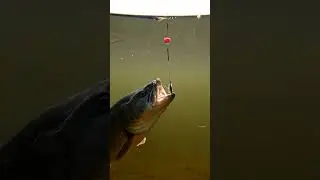 🎣 CRAZY Fish Bites Bait! 🤯 You Won't Believe What Happened! 😱 #fishing #bait