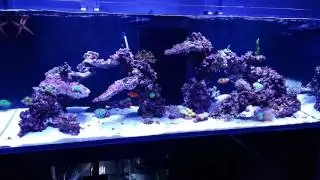 Red Sea Reefer 525 XL
