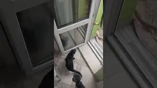 #happy #cat #смешные #love #funnycats #kitten #animals #животные