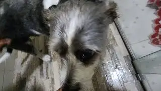 Melhor hora da chegada em casa  #c&atilde;es #GATOS #pet #alegria #animais