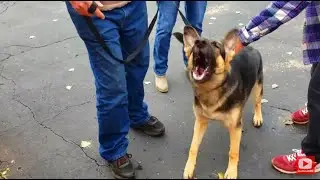 Snapping Shepherd Trained in Minutes Using SafeCalm Collar BIG CHUCK MCBRIDE