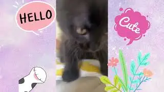 Sweet Little Foster Kitty Purrs very loudly.  This foster Kitten is now adopted!