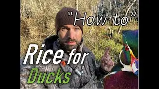 Its THAT Easy | How to Plant Rice for Ducks | 3 EASY Steps