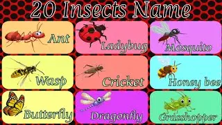 20 Insect Name/ Insect Name/ Insect Name with picture/ Insect Name English To Hindi #learningkidz