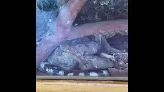 Active Snake.