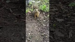 We spotted a squirrel #sandiegozoo #usa #tour #2025 #america #trending #youtube #holiday #cute #fyp