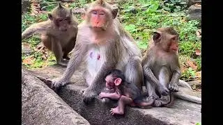 Baby monkey tries ask mom for milk milk by love, but mom so cute#lovelymonkey #babymonkey