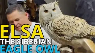 Elsa Our Siberian Eagle Owl Showing Off For Visitors
