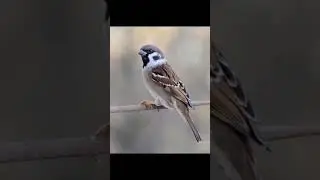 2024 sparrow vs 5000 bce sparrow #5000bce
