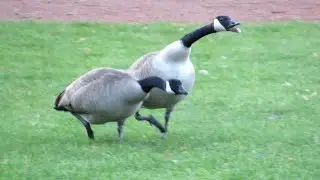 Canada Geese FIGHTING & HONKING Loud