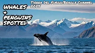 Tour Through Beagle Channel Tierra Del Fuego | We See Whales & Penguins(2025)