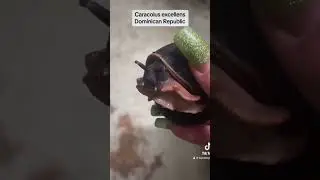 UFO361 wird geputzt / Caracolus excellens Dominican Republic / Schnecke als Haustier