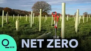 Trees Are Not Enough to Save the Climate | Net Zero