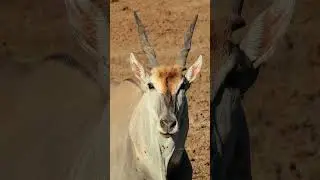 Eland Antelope