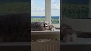 Why Do Cats Sleep in the Strangest Places?