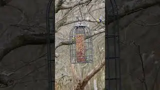 Tit's on Nut's 🤪
