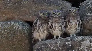 Mussol com&uacute; ( Athene noctua ) : Fauna Catalunya