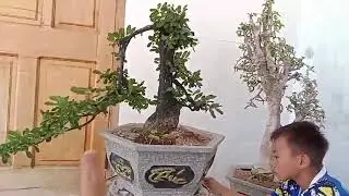 Ms760.cẩm thị sống khỏe gl ace 350k ưng &yacute; lh Zalo 0898650590(hiểu)
