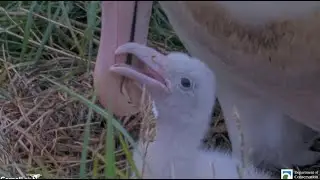Royal Albatross ~ BOK Feeds Her Little One Who Now Weighs 440g!  Ranger Weight Check! 💕💞💕 1.28.26