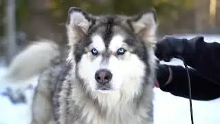 Alaskan Malamute Puppy Snow Groom - Puppy Life Dog Lovers Video