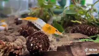 Orange Rili Shrimp (Caridina cf. cantonensis)