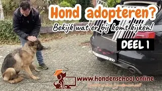 Hond adopteren buitenland