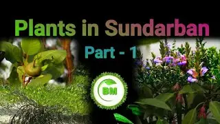 Plants in Sundarban || Local name of mangrove #plants #sundarban #plantidentification #mangrove