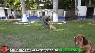 Dog House Training can be simple