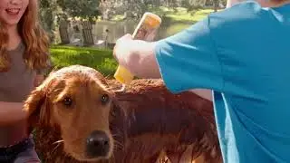 Ultimate Puppy Bath Time: Gentle Care with Burt's Bees Tearless Dog Shampoo