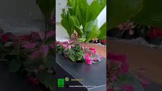 #landscapingdesign  #landscapingservices #landscapingarchitecture #landscapingproject