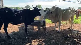 Vacas 