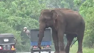 Terrifying Encounter: Elephant Breaks Van Window&mdash;Bikers Fight Back with Blasts!