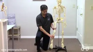 Center for Musculoskeletal Function : Knee Pain