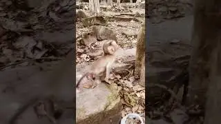 baby monkey pigtail can play and follow long tail #anmals #anmals #cute #funny #monkey