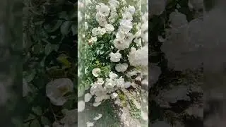 White roses &ndash; the symbol of peace, purity, and new beginnings. #song#nature #whiteflowers #shimla