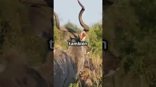 Ant&iacute;lope Kudu: El Fantasma del Bosque #curiosidades #sabiasque #faunasalvaje