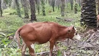 Hasil kawin silang sapi Bali vs sapi  metal.