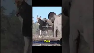 Эта антилопа заставляет слонов казаться маленькими #эланда #антилопа #слон #африка #животные #дик...