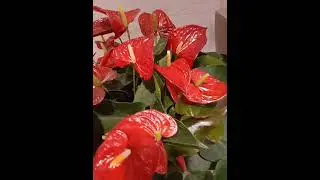 Beautiful heart shape flower #asmr #fypシ