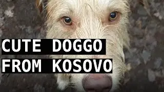 HUND AUS DEM AUSLAND RETTEN! (Kosovo)