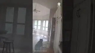 Dog helps in its own rescue after family's home caught fire