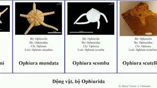 Động vật, bộ Ophiurida ophiura animal ambigua mundata Lebowitz Ophiopyrgidae Ophiuroglypha scomba