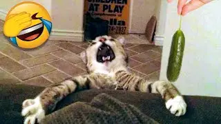Funny Cat Scares Of Ordinary Things   Cute And Funny Cat Reactions