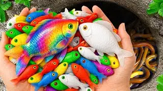 Catch Freshwater Aquarium Fish in Giant Colorful Eggs, Snail, Pencil Fish, Molly Fish, Turtle, Eels