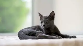 The Enigmatic Russian Blue: A Purrfect Companion! #RussianBlue #CatLovers #PetCare #CatsOfYouTube